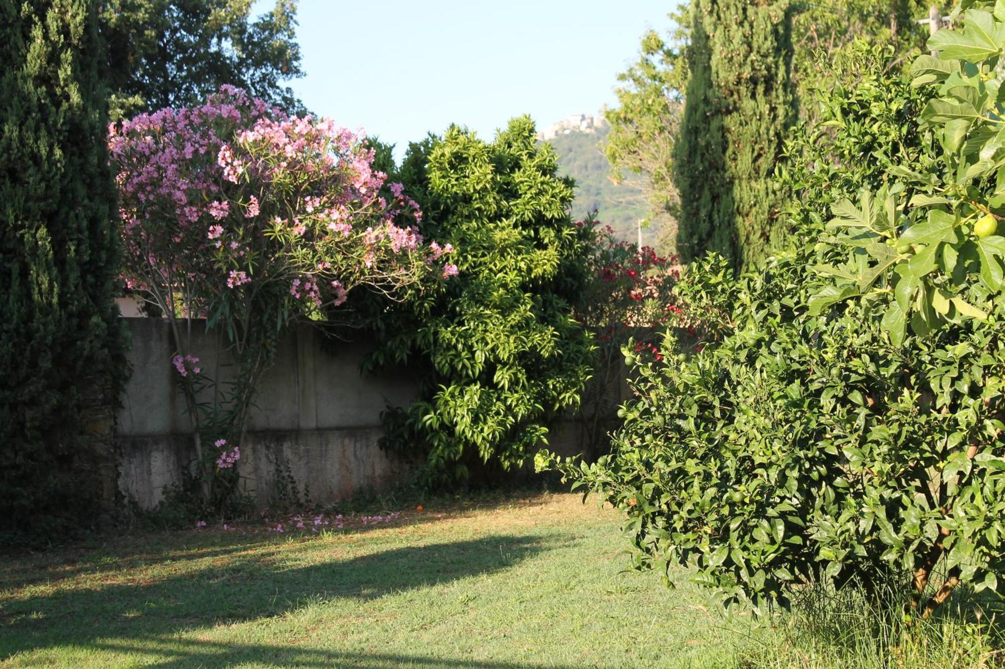 Domaine Le Clos Des Oliviers Sorbo-Ocagnano Kamer foto