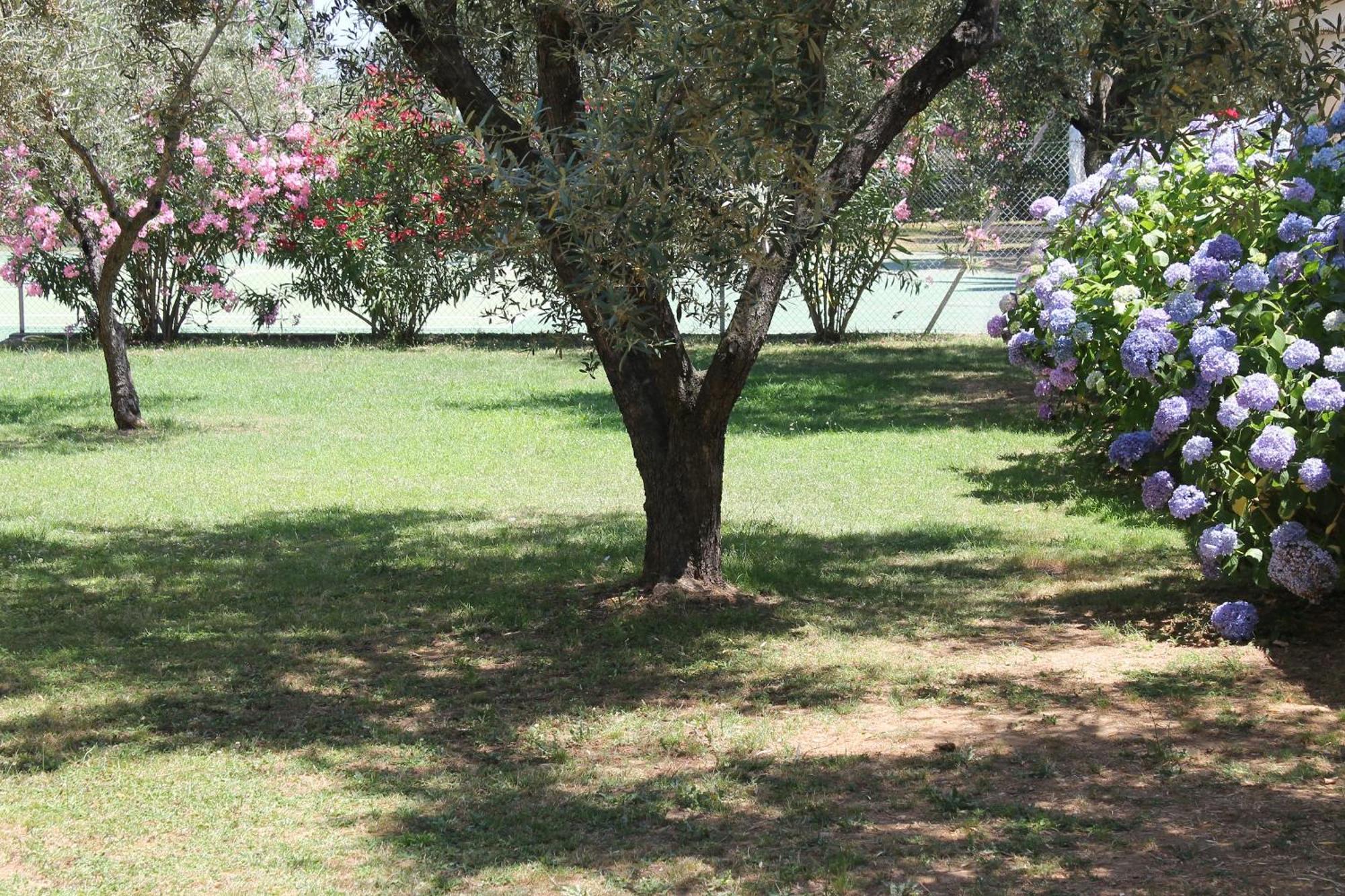 Domaine Le Clos Des Oliviers Sorbo-Ocagnano Buitenkant foto